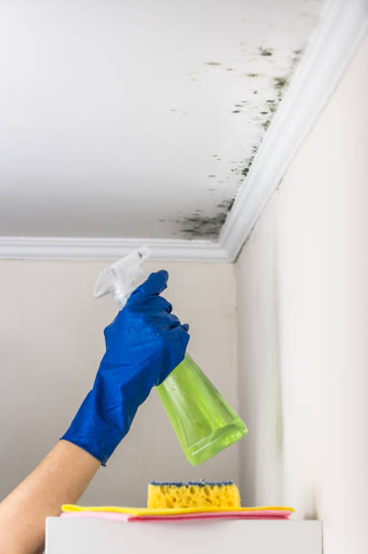 Mold Remediation for Vacation Homes in Richland, MO